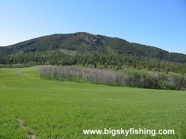 Open, Grassy Meadows and Forested Mountains