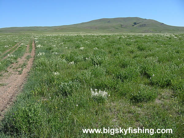 Expansive Grasslands in the Eastern Bears Paw Mountains