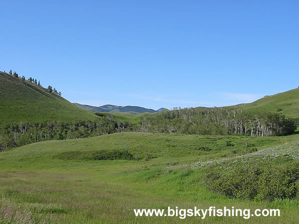 Scattered Trees & Open Fields in the Bears Paw Mountains