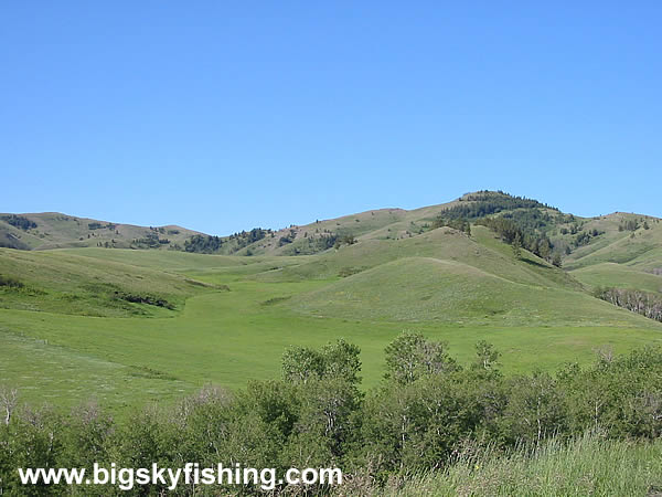 Rolling and Open Hills in the Bears Paw Mountains