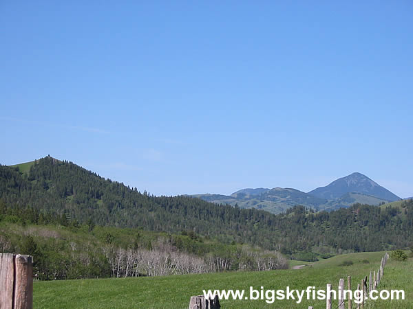 The Rolling, Forested Hills of the Bears Paw Mountains