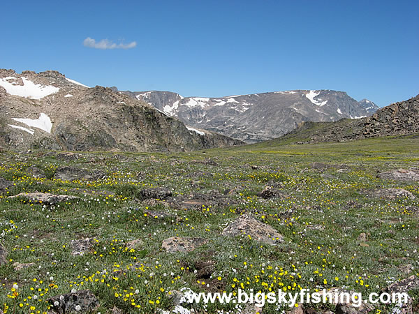 Alpine Tundra on the Beartooth Highway, Photo #2