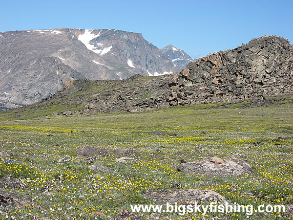 Alpine Tundra on the Beartooth Highway, Photo #3