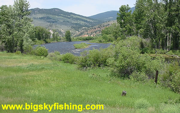 Forested & Grassy Banks of the Big Hole River