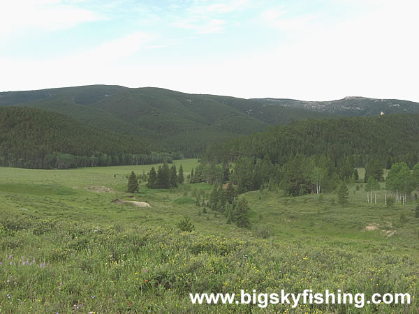 Forest at the Base of the Big Snowy Mountains