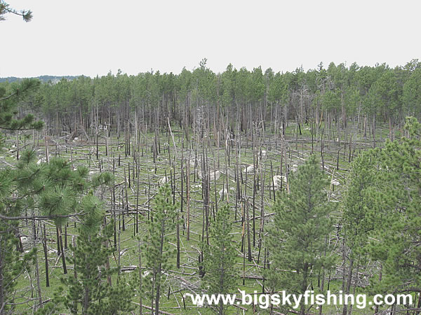 Fire Scar Along the Byway