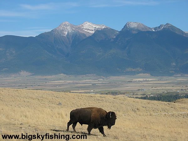 Bison Crossing the Road