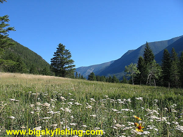 Meadow and the Absaroka Mountains, Photo #1