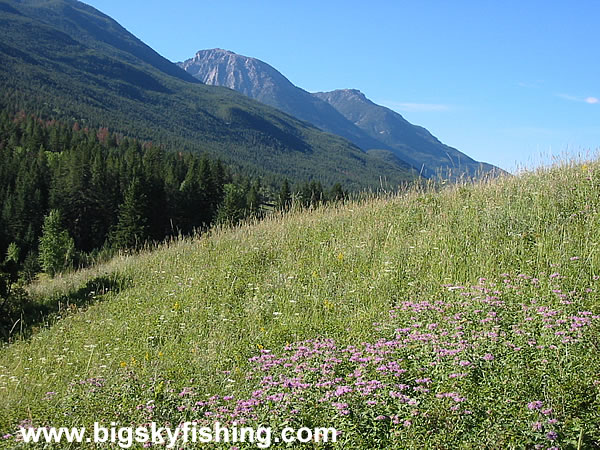 Meadow in the Absaroka Mountains, Photo #2