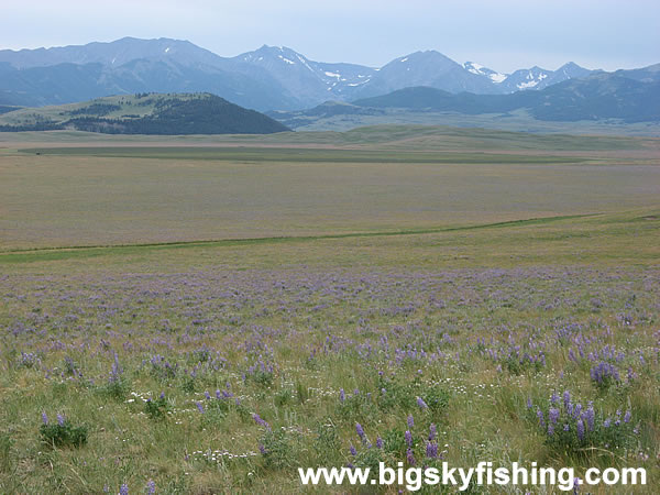 The Crazy Mountains and Fields of Flowers