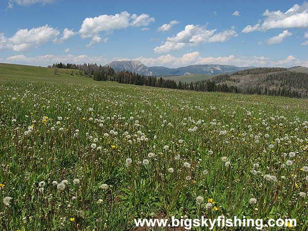 Scenic View Along the Gravelly Range Road, Photo #5