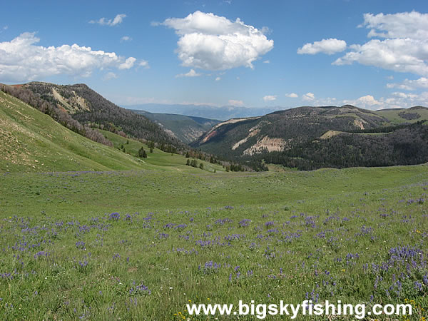 Expansive Views & Purple Flowers