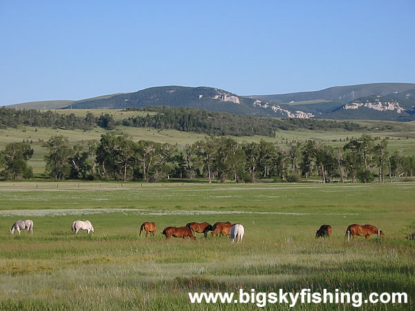 Horses Grazing in Scenic Valley