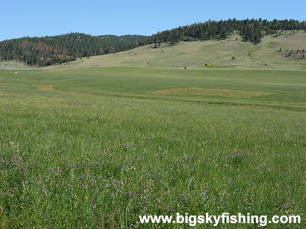 Open Meadow in the Little Belt Mountains