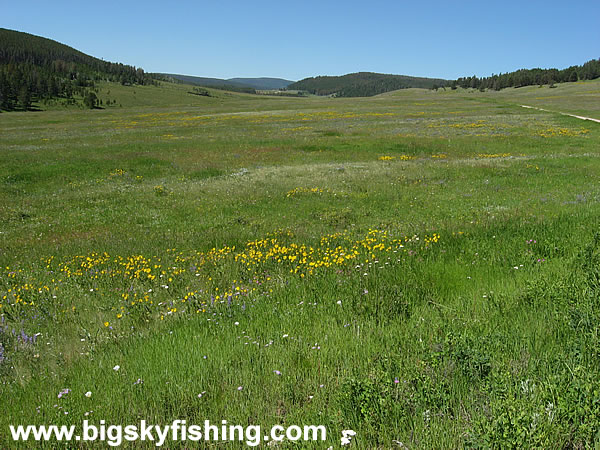Scenic Meadow Along the Backcountry Drive, Photo #2