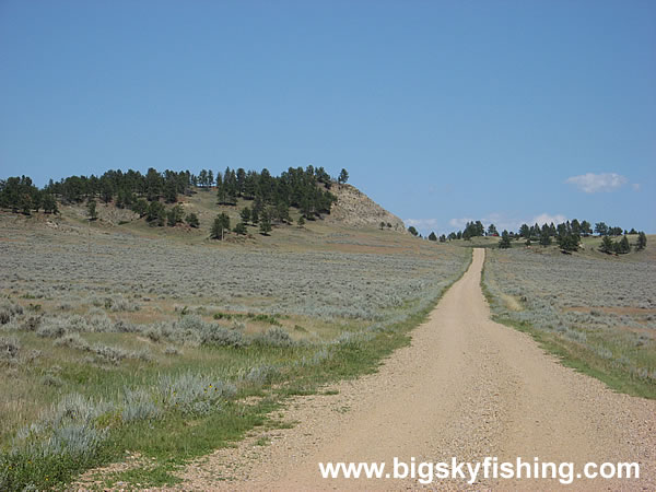 First Trees Along the Byway