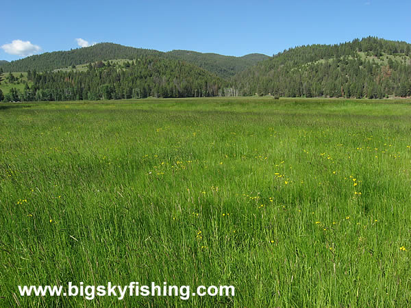 Forested Hills and Open Grasslands