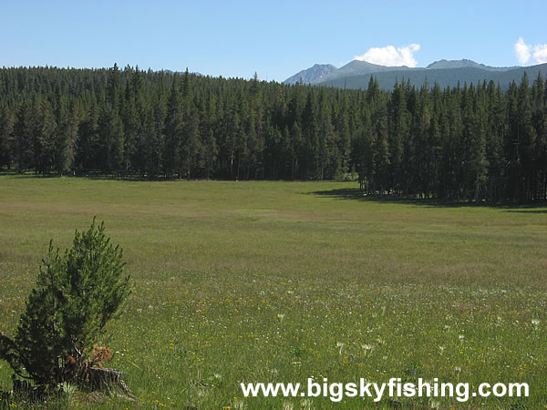 Meadow in the Pioneer Mountains