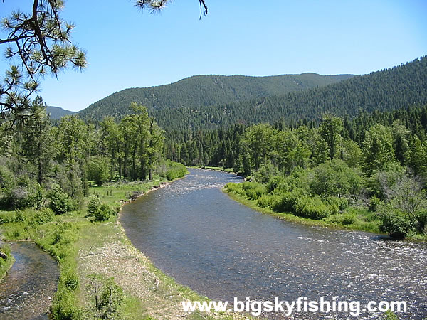 Forested Mountains and Rock Creek