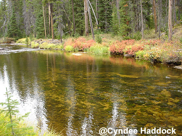 Creek Along the Skalkaho Highway