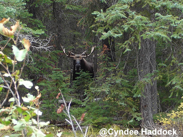 Moose Along the Skalkaho Highway in Montana