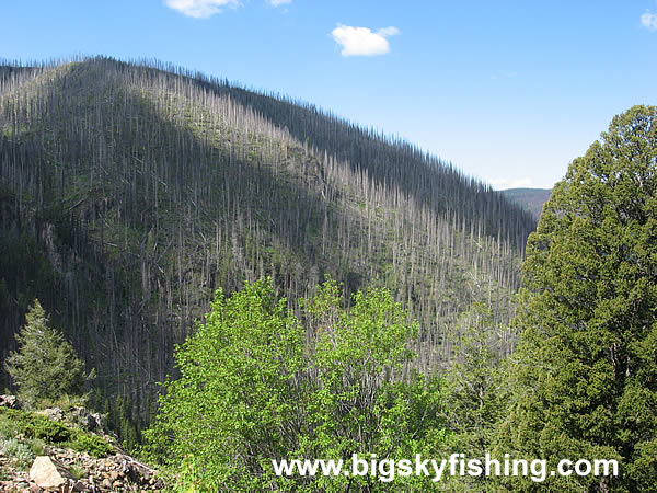 Fire Scar in the Sapphire Mountains