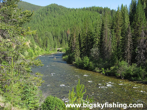 Forests and the St. Joe River