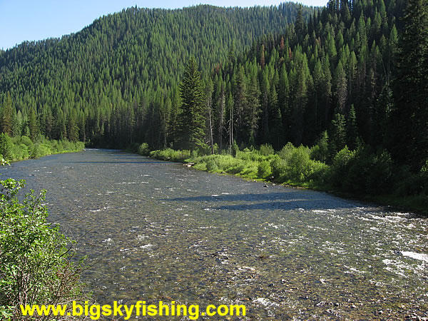 Forests and the St. Joe River : Photo #2