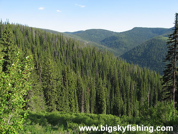 Forested Mountains Near the Idaho/Montana Border