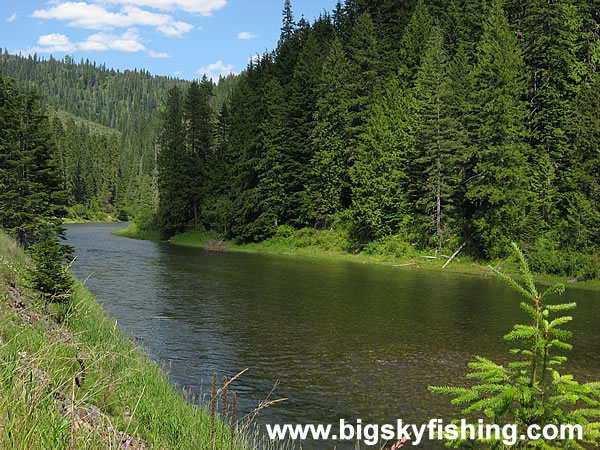 Forests Flank the St. Joe River in Idaho