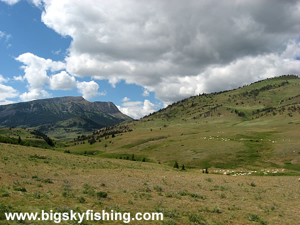 Sheep Graze in the Grasslands Along the Rocky Mountain Front in Central Montana