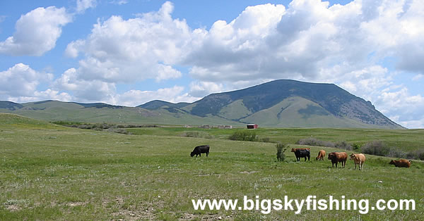 West Butte & Cattle Grazing in the Sweet Grass Hills