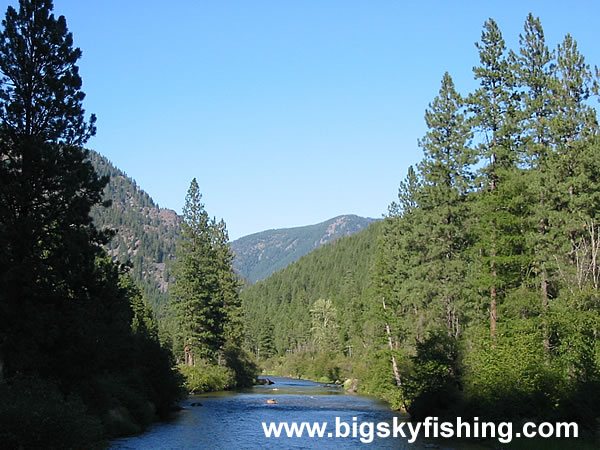 Thick Forests and the Thompson River in NW Montana