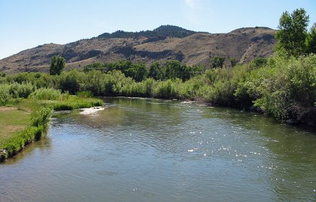 Bushy Banks along the Beaverhead River