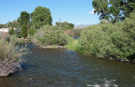 Bushy Banks Provide Good Structure for Trout