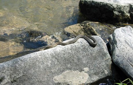 Snake on the Rocks along the Blackfoot River