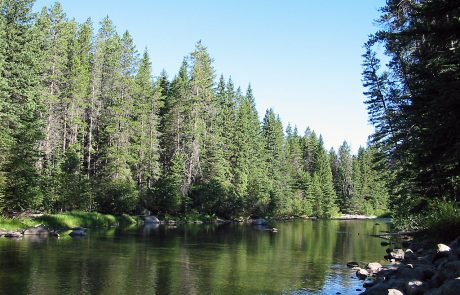 Thick Forests along the Upper Boulder River