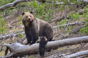 Grizzly Bear with Cub in Yellowstone National Park