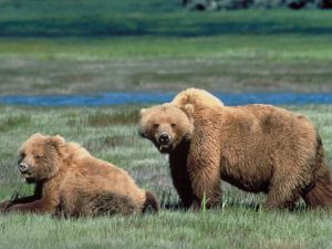 Grizzly Bear in Yellowstone National Park