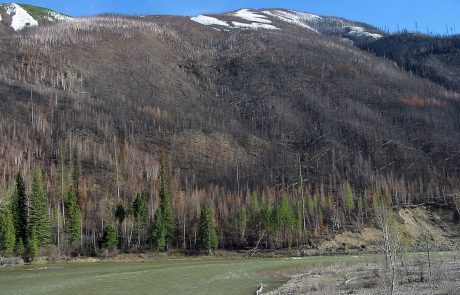 North Fork Flathead River flows through the burn scar of the Moose Fire