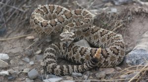 rattlesnake rattlesnakes montana camping hiking country elevations lower common