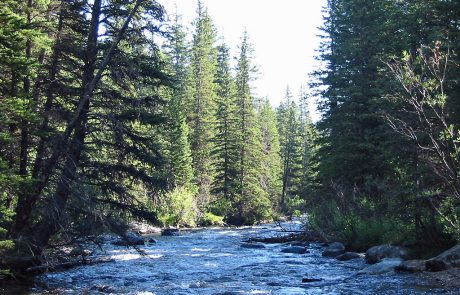 Rock Creek in Southern Montana