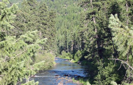 Thompson River in Northwest Montana