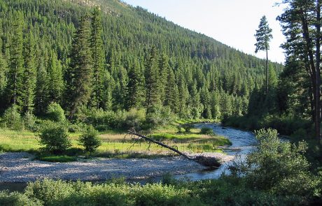 Thompson River in Northwest Montana