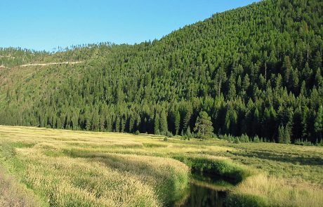 Thompson River in Northwest Montana