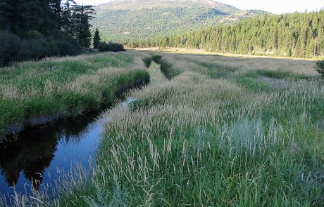 Thompson River in Northwest Montana