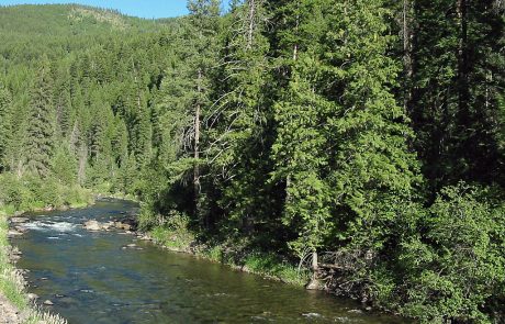 Thompson River in Northwest Montana