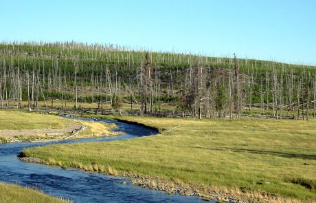 Gibbon River in Yellowstone National Park