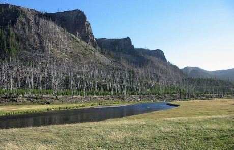 Madison River in Yellowstone National Park