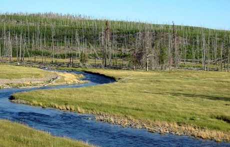 Gibbon River in Yellowstone National Park